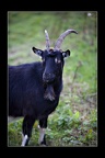 028-Curried-Goat-Anyone