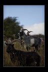 029-Goats