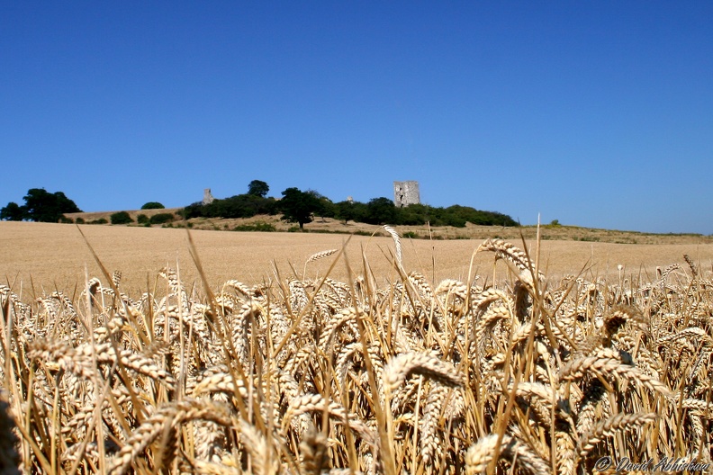 IMG_4783_hadleigh_castle_through_corn_landscape.jpg