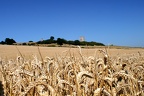 IMG 4783 hadleigh castle through corn landscape